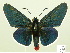  ( - HESP-EB 00-423)  @14 [ ] Copyright (2010) Unspecified Research Collection of Ernst Brockmann