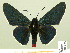  ( - HESP-EB 00-425)  @14 [ ] Copyright (2010) Unspecified Research Collection of Ernst Brockmann