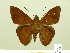  ( - HESP-EB 00 511)  @14 [ ] Copyright (2010) Unspecified Research Collection of Ernst Brockmann