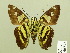  ( - HESP-EB 00 522)  @13 [ ] Copyright (2010) Unspecified Research Collection of Ernst Brockmann