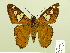  ( - HESP-EB 00 522)  @14 [ ] Copyright (2010) Unspecified Research Collection of Ernst Brockmann