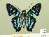  (Entheini - HESP-EB 00 539)  @15 [ ] Copyright (2010) Unspecified Research Collection of Ernst Brockmann