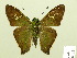  ( - HESP-EB 00 550)  @14 [ ] Copyright (2010) Unspecified Research Collection of Ernst Brockmann