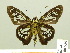  ( - HESP-EB 00 556)  @12 [ ] Copyright (2010) Unspecified Research Collection of Ernst Brockmann