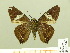  ( - HESP-EB 00 563)  @12 [ ] Copyright (2010) Unspecified Research Collection of Ernst Brockmann