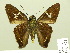  ( - HESP-EB 00 571)  @13 [ ] Copyright (2010) Unspecified Research Collection of Ernst Brockmann