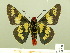  ( - HESP-EB 00 578)  @13 [ ] Copyright (2010) Unspecified Research Collection of Ernst Brockmann