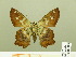  ( - HESP-EB 00 584)  @12 [ ] Copyright (2010) Unspecified Research Collection of Ernst Brockmann