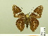  ( - HESP-EB 00 589)  @13 [ ] Copyright (2010) Unspecified Research Collection of Ernst Brockmann
