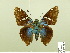  ( - HESP-EB 00 589)  @13 [ ] Copyright (2010) Unspecified Research Collection of Ernst Brockmann