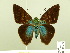  ( - HESP-EB 00 593)  @12 [ ] Copyright (2010) Unspecified Research Collection of Ernst Brockmann