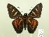  (Phocides yokhara - HESP-EB 00 618)  @14 [ ] Copyright (2010) Unspecified Research Collection of Ernst Brockmann