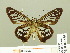  ( - HESP-EB 00 685)  @12 [ ] Copyright (2010) Unspecified Research Collection of Ernst Brockmann