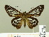  ( - HESP-EB 00 685)  @13 [ ] Copyright (2010) Unspecified Research Collection of Ernst Brockmann