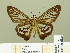  ( - HESP-EB 00 686)  @12 [ ] Copyright (2010) Unspecified Research Collection of Ernst Brockmann