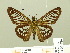  ( - HESP-EB 00 686)  @13 [ ] Copyright (2010) Unspecified Research Collection of Ernst Brockmann