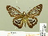  ( - HESP-EB 00 687)  @12 [ ] Copyright (2010) Unspecified Research Collection of Ernst Brockmann