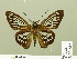  ( - HESP-EB 00 687)  @12 [ ] Copyright (2010) Unspecified Research Collection of Ernst Brockmann
