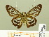  ( - HESP-EB 00 688)  @12 [ ] Copyright (2010) Unspecified Research Collection of Ernst Brockmann