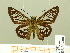  ( - HESP-EB 00 688)  @12 [ ] Copyright (2010) Unspecified Research Collection of Ernst Brockmann