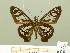  ( - HESP-EB 00 695)  @13 [ ] Copyright (2010) Unspecified Research Collection of Ernst Brockmann