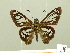  ( - HESP-EB 00 695)  @13 [ ] Copyright (2010) Unspecified Research Collection of Ernst Brockmann