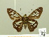  ( - HESP-EB 00 696)  @13 [ ] Copyright (2010) Unspecified Research Collection of Ernst Brockmann