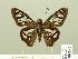  ( - HESP-EB 00 696)  @13 [ ] Copyright (2010) Unspecified Research Collection of Ernst Brockmann