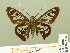  ( - HESP-EB 00 698)  @13 [ ] Copyright (2010) Unspecified Research Collection of Ernst Brockmann