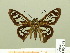  (Phanus australis - HESP-EB 00 698)  @13 [ ] Copyright (2010) Unspecified Research Collection of Ernst Brockmann