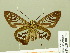  ( - HESP-EB 00 703)  @12 [ ] Copyright (2010) Unspecified Research Collection of Ernst Brockmann