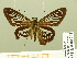  ( - HESP-EB 00 703)  @12 [ ] Copyright (2010) Unspecified Research Collection of Ernst Brockmann