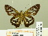  ( - HESP-EB 00 707)  @12 [ ] Copyright (2010) Unspecified Research Collection of Ernst Brockmann
