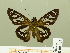  ( - HESP-EB 00 707)  @13 [ ] Copyright (2010) Unspecified Research Collection of Ernst Brockmann