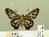  ( - HESP-EB 00 708)  @14 [ ] Copyright (2010) Unspecified Research Collection of Ernst Brockmann