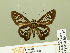  ( - HESP-EB 00 710)  @13 [ ] Copyright (2010) Unspecified Research Collection of Ernst Brockmann