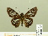  ( - HESP-EB 00 710)  @14 [ ] Copyright (2010) Unspecified Research Collection of Ernst Brockmann