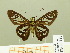  ( - HESP-EB 00 711)  @14 [ ] Copyright (2010) Unspecified Research Collection of Ernst Brockmann