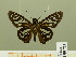  ( - HESP-EB 00 711)  @13 [ ] Copyright (2010) Unspecified Research Collection of Ernst Brockmann