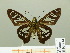  ( - HESP-EB 00 714)  @14 [ ] Copyright (2010) Unspecified Research Collection of Ernst Brockmann