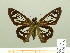  ( - HESP-EB 00 715)  @13 [ ] Copyright (2010) Unspecified Research Collection of Ernst Brockmann