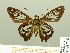  ( - HESP-EB 00 716)  @14 [ ] Copyright (2010) Unspecified Research Collection of Ernst Brockmann