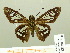  ( - HESP-EB 00 716)  @14 [ ] Copyright (2010) Unspecified Research Collection of Ernst Brockmann