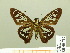  ( - HESP-EB 00 717)  @13 [ ] Copyright (2010) Unspecified Research Collection of Ernst Brockmann