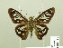  ( - HESP-EB 00 717)  @13 [ ] Copyright (2010) Unspecified Research Collection of Ernst Brockmann