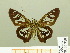  ( - HESP-EB 00 718)  @14 [ ] Copyright (2010) Unspecified Research Collection of Ernst Brockmann