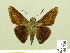  ( - HESP-EB 00 726)  @13 [ ] Copyright (2010) Unspecified Research Collection of Ernst Brockmann