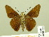  ( - HESP-EB 00 727)  @14 [ ] Copyright (2010) Unspecified Research Collection of Ernst Brockmann