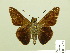  (Asbolis - HESP-EB 00 727)  @14 [ ] Copyright (2010) Unspecified Research Collection of Ernst Brockmann
