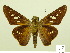  ( - HESP-EB 00 733)  @14 [ ] Copyright (2010) Unspecified Research Collection of Ernst Brockmann
